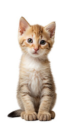 Obraz premium kitten isolated on transparent background