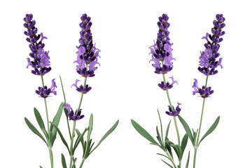Obraz premium Lavender flowers .isolated on white background
