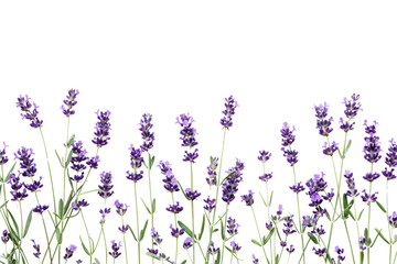 Obraz premium Lavender flowers .isolated on white background