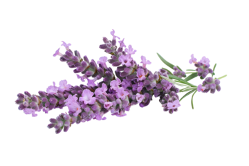 Lavender flowers
.isolated on white background