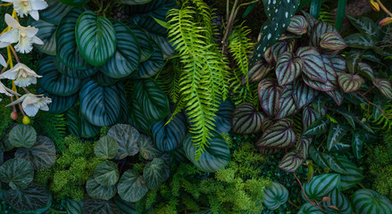 Fototapeta premium Group of dark green tropical leaves background, Nature Lush Foliage Leaf Texture, tropical leaf