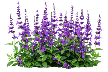 Long shape purple flower bush,
.isolated on white background