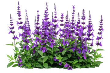 Long shape purple flower bush,
.isolated on white background