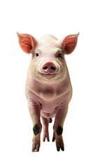 pig isolated on transparent background