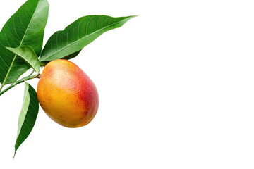 Obraz premium Mango and leaf .isolated on white background