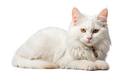 turkish angora cat isolated on transparent background