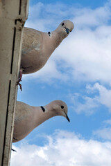 2 doves on the roof of a building. blue sky with clouds. selective focus. The Eurasian collared dove (Streptopelia decaocto) is a dove species native to Europe and Asia