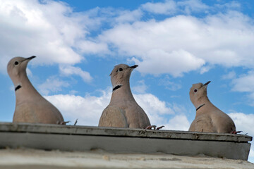 3 doves on the roof of a building looking the sky. blue sky with clouds. selective focus. The...