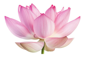 Pink lotus flower
.isolated on white background