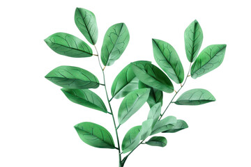 Fototapeta premium Fresh branches with green leaves .isolated on white background