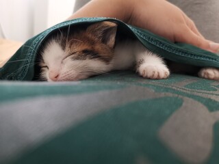 kitten sleeping