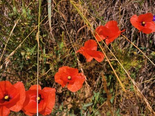 red poppy flowers