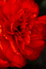 Red tulip flower background Petal bud. Spring garden. Soft focus