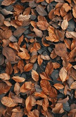 Pile of Fallen Leaves on the Ground