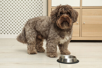 Cute Maltipoo dog and his bowl at home. Lovely pet