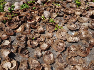 coconut waste on the beach sand