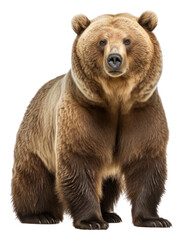 Obraz premium PNG Bear wildlife mammal animal