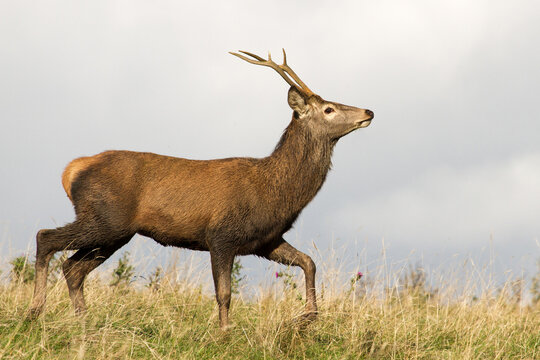 deer stag