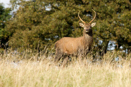 red deer