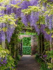 Wisteria tunnel at Eastcote House Gardens, London Borough of Hillingdon. Photographed on a sunny day in mid May when the purple flowers are in full bloom.