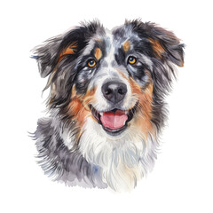 Fototapeta premium Australian Shepherd watercolor good quality and good design