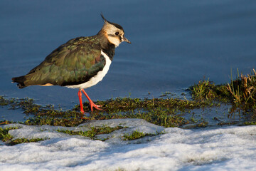 lapwing