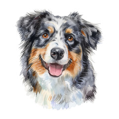 Australian Shepherd watercolor good quality and good design