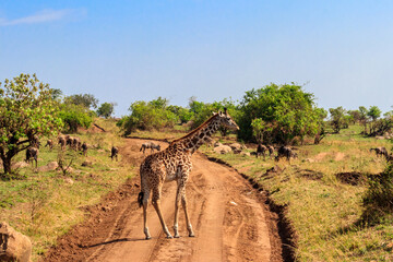 Giraffe and blue wildebeests in Serengeti national park in Tanzania. Wildlife of Africa