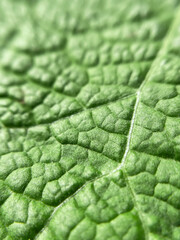 surface of green leaf of burdock plant close up