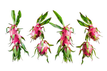 branches dragon fruit tree
.isolated on white background