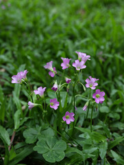 Fototapeta premium pink flowers in the grass
