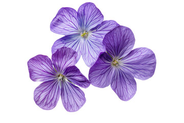 Top view of blooming beautiful violet flower
.isolated on white background