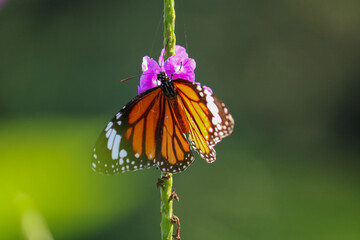 Close-Up of Danaus Genutia Butterfly Serenely Resting on a Tree Branch beautiful tiger butterfly