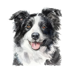 Border Collie dog watercolor good quality and good design