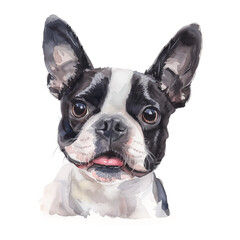 Boston Terrier dog watercolor good quality and good design