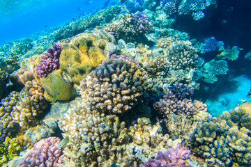 Fototapeta na wymiar Coral reef in the Red sea in Ras Mohammed national park. Sinai peninsula in Egypt