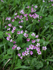 Fototapeta premium pink flowers in the grass