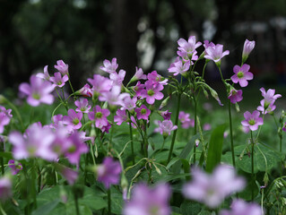 pink flowers in the grass
