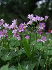 Naklejka premium pink flowers in the grass