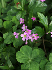 pink flowers in the grass