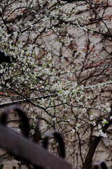 white flowers on a tree close-up. spring blossoming of trees. white petals of small flowers on tree branches. blooming spring tree
