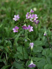 pink flowers in the grass
