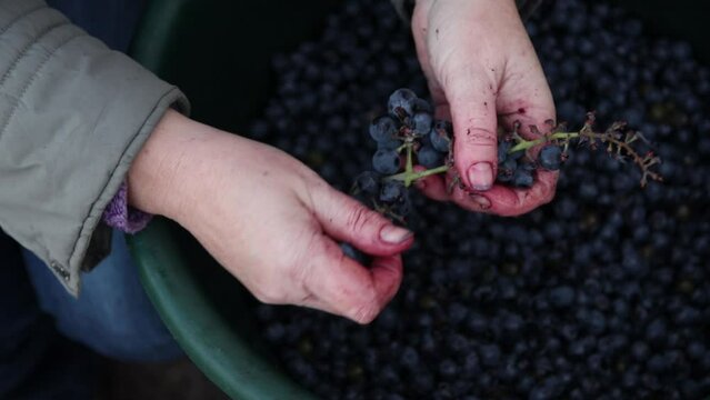 farmer is holding a bunch of grapes in hands. hands with grapes. A woman's hand delicately sorting freshly harvested grapes in a scenic vineyard