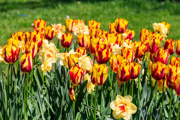 Orange tulips and daffodils on flower bed in the garden