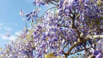Racimos de flores violetas en rama de arbusto