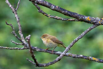 Iberian chiffchaff perched on a branch.