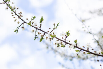 photos of flowering plum tree and plum flowers