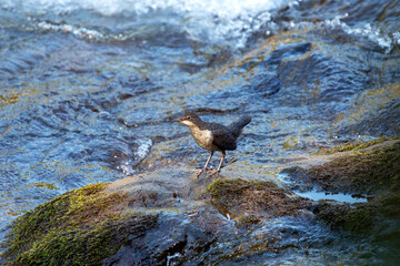 Young white throated dipper on moss rock. River on background.
