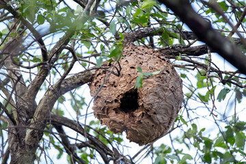 Asian wasp nest, Vespa velutina in a tree.