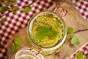 Preparation of herbal tincture from birch branches with very young leaves and catkins harvested in...